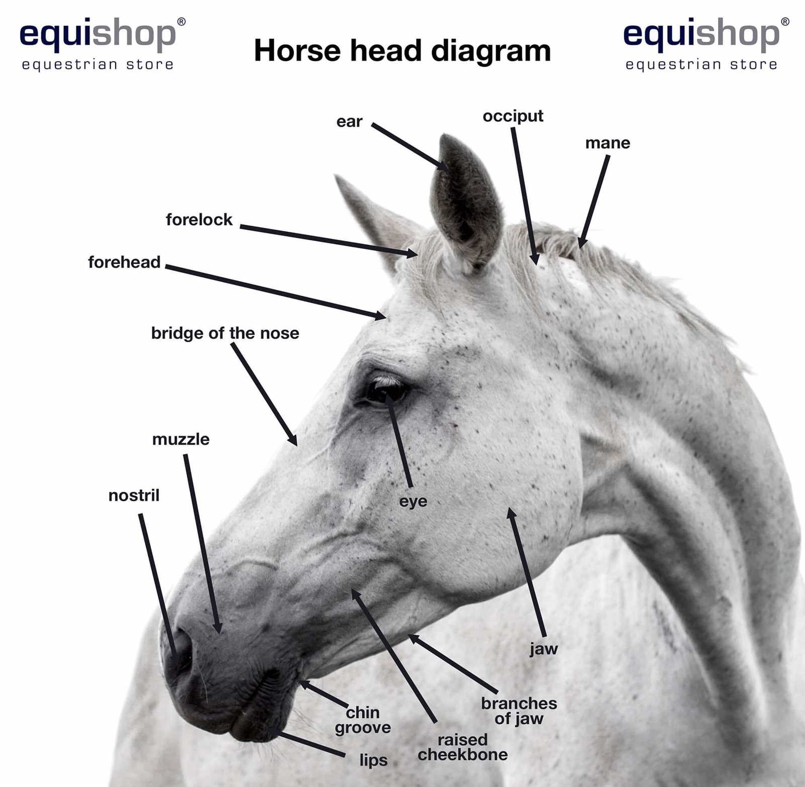 diagram of parts of a horse