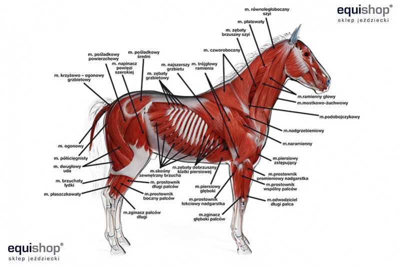 diagram of parts of a horse