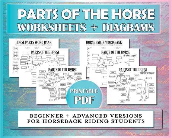 diagram parts of a horse