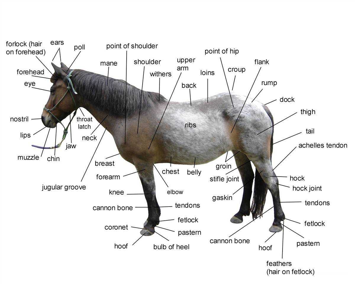 diagram parts of a horse