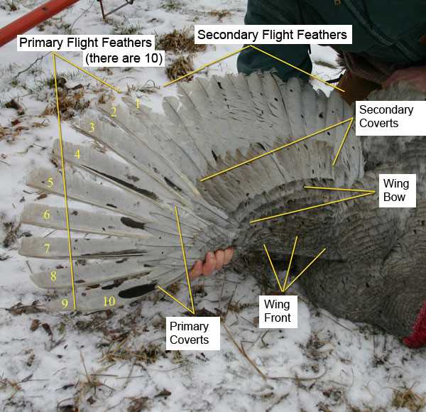 diagram parts of a turkey