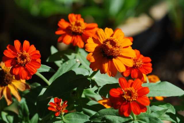 diagram parts of a zinnia flower