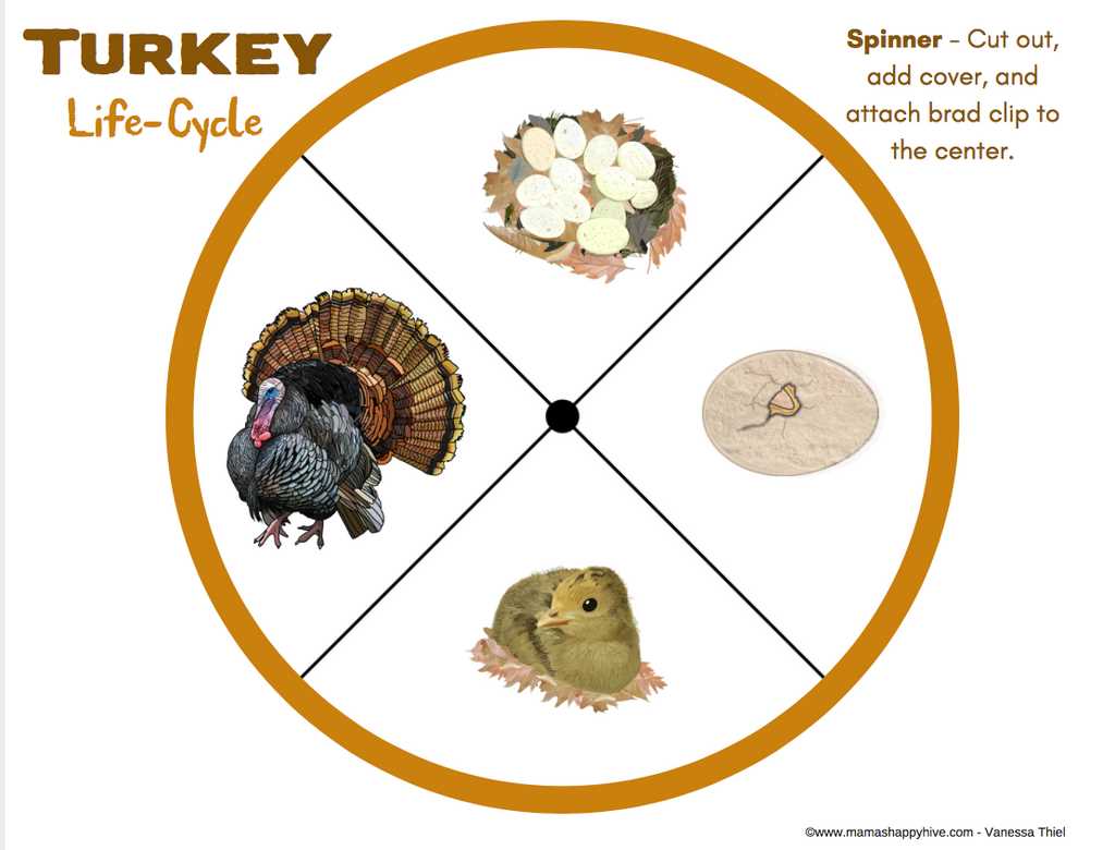 labeled parts of a turkey diagram