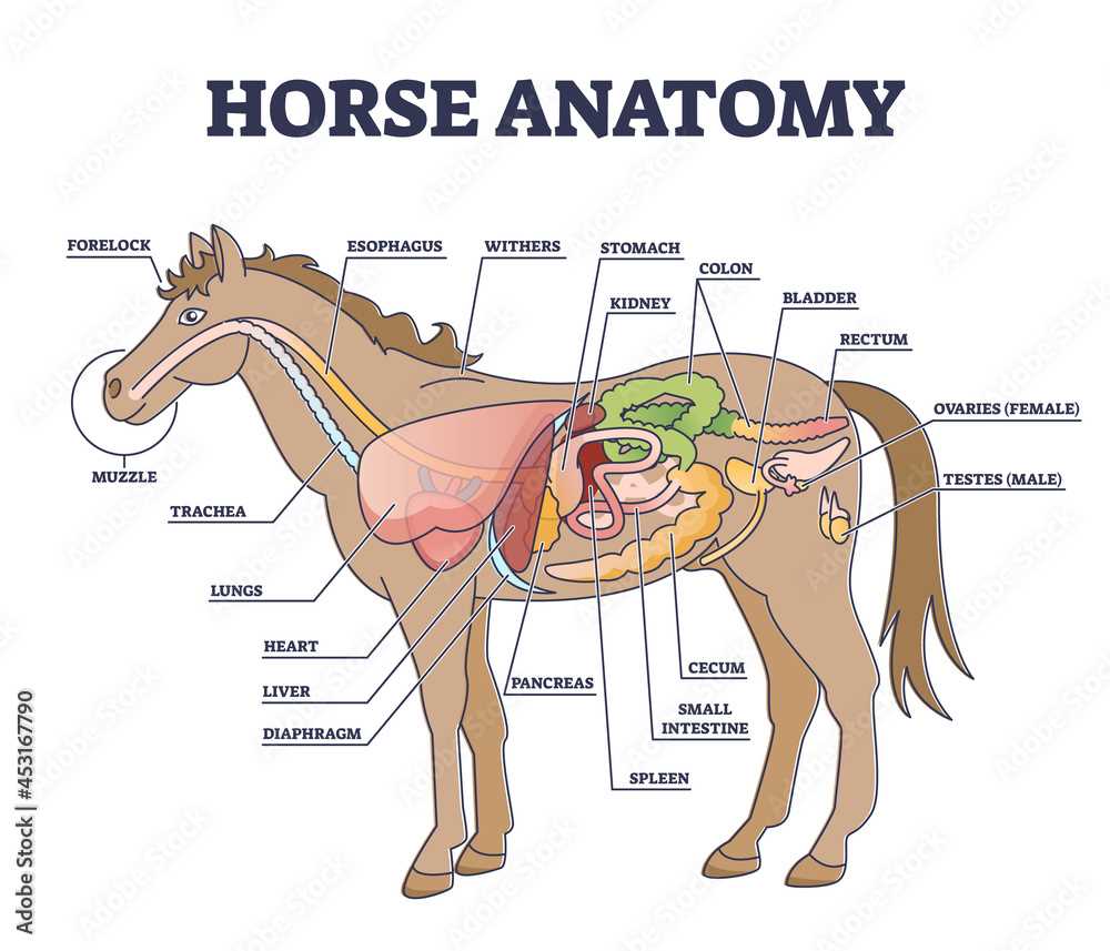 horse diagram of body parts