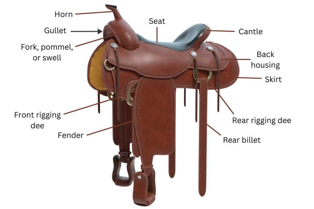 parts of the saddle diagram