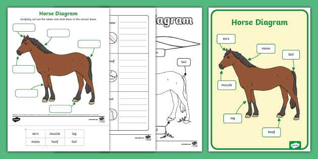 diagram of parts of a horse