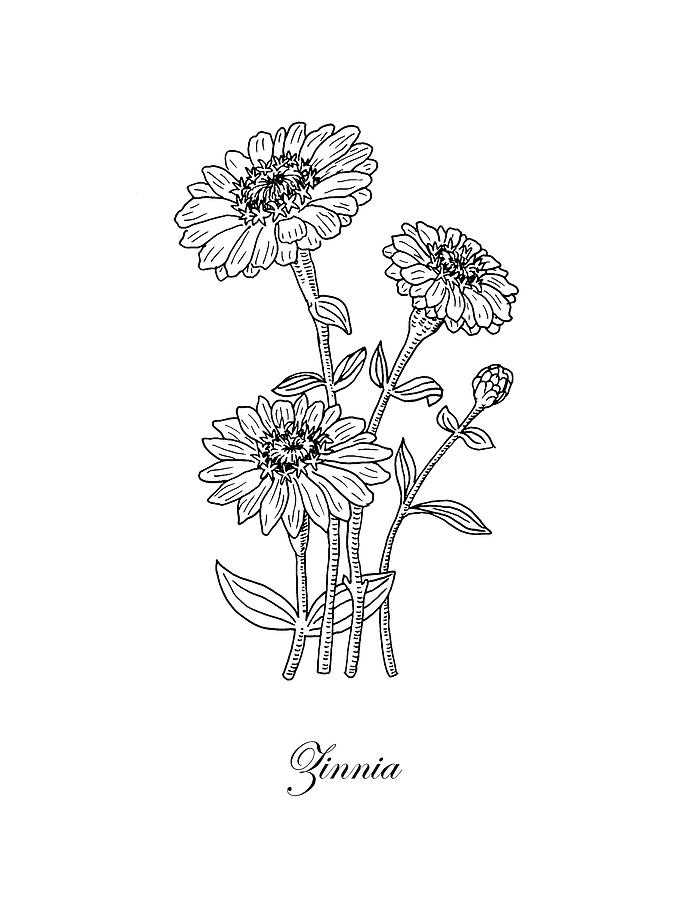 diagram parts of a zinnia flower