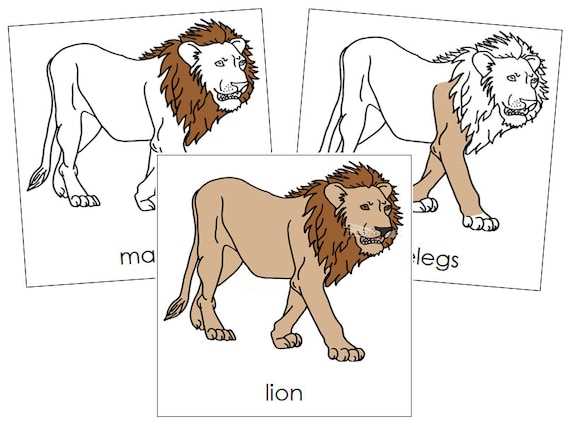 diagram lion body parts