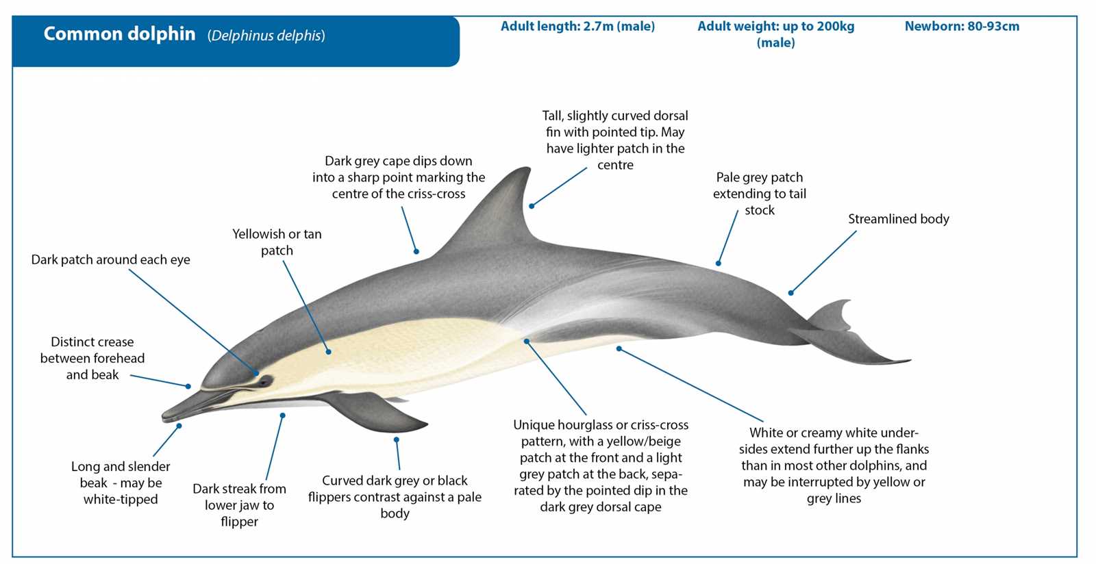 parts of a dolphin diagram