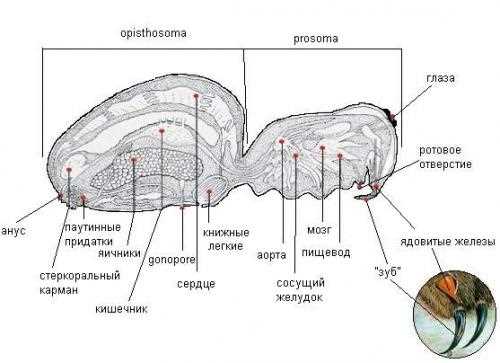 tarantula parts body diagram