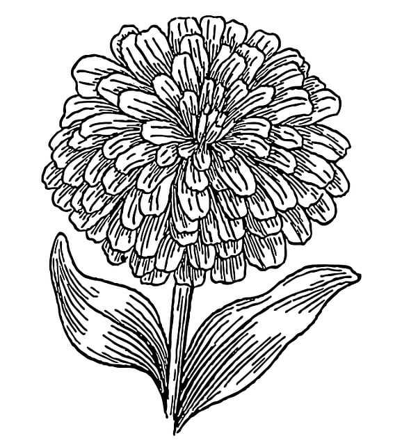 diagram parts of a zinnia flower