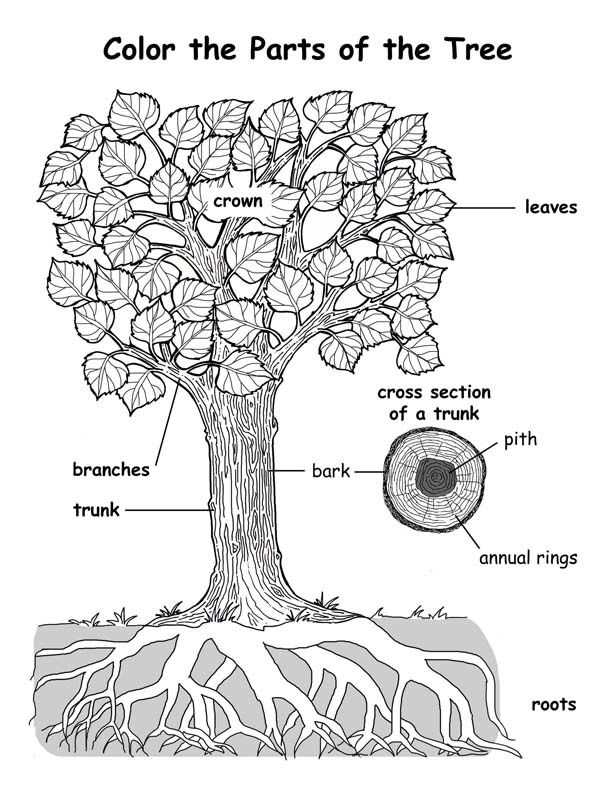 tree body parts venn diagram