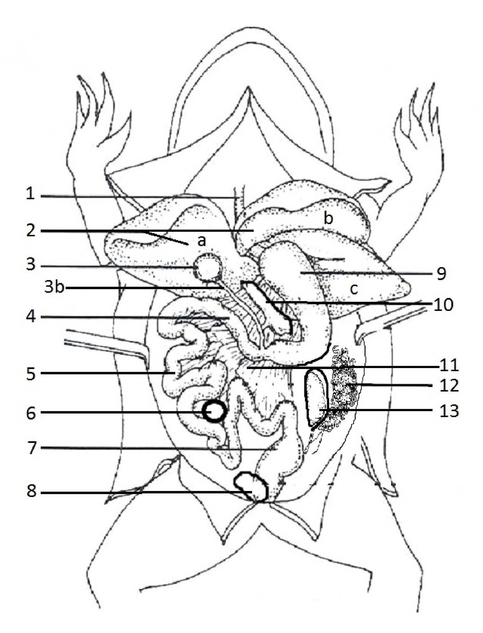 frog parts diagram