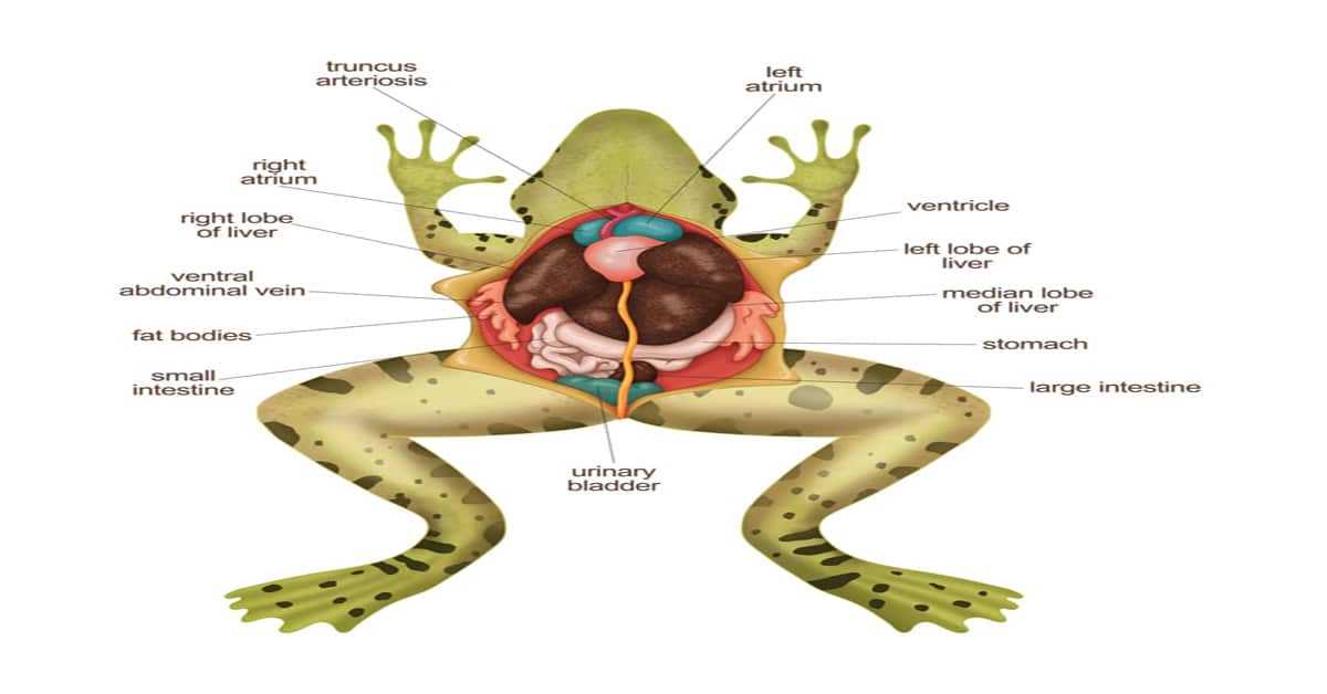 frog parts diagram