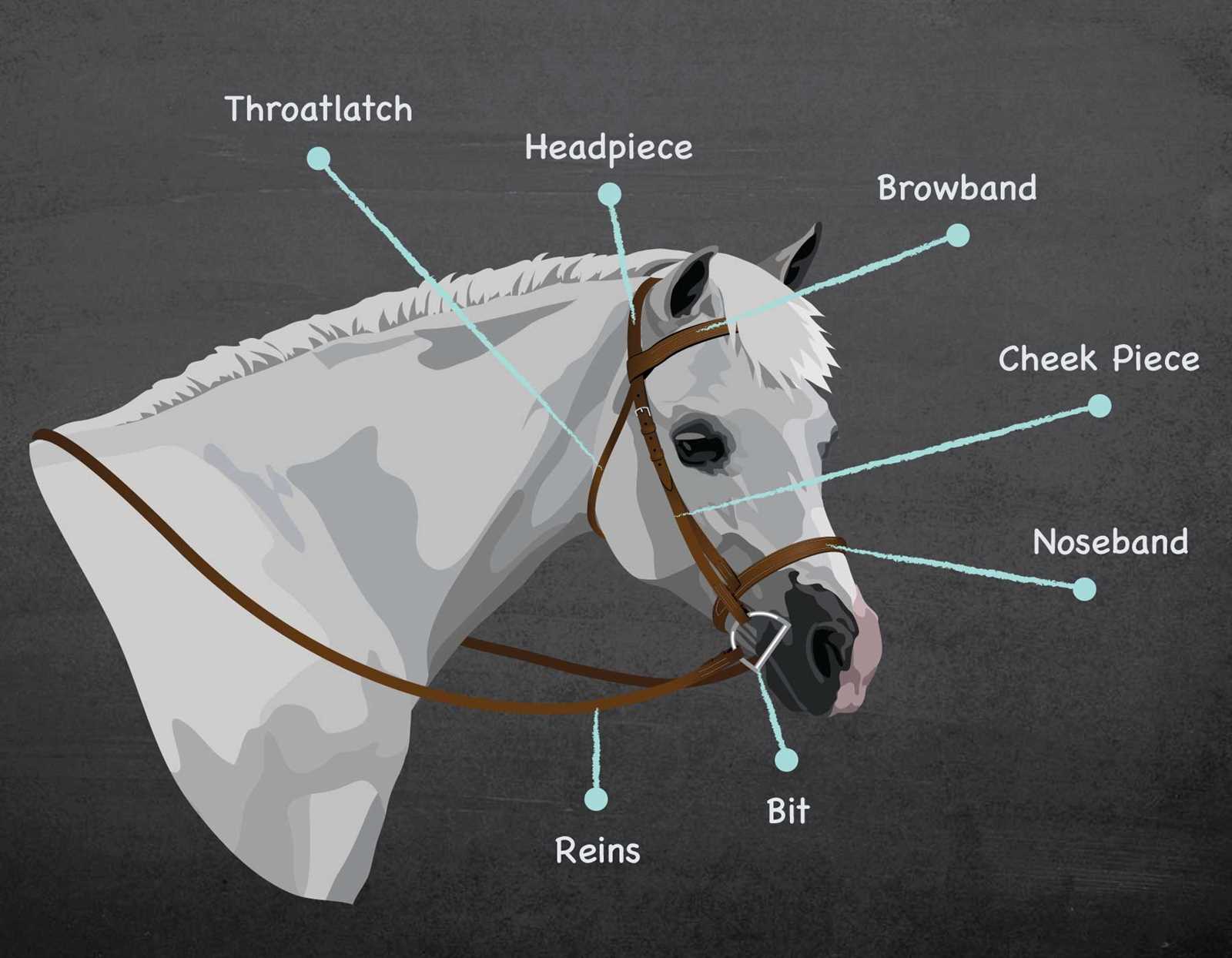 horse bridle parts diagram