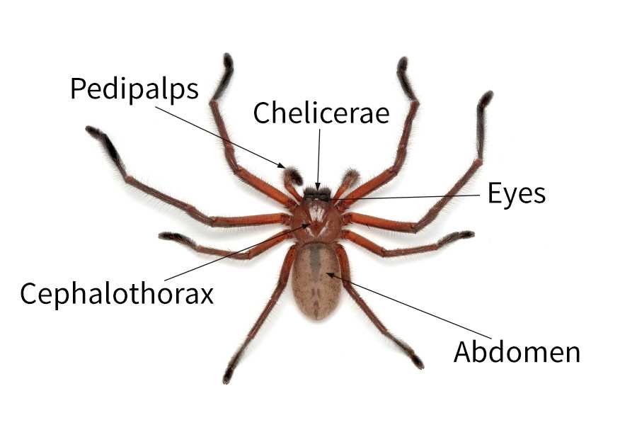 tarantula parts body diagram