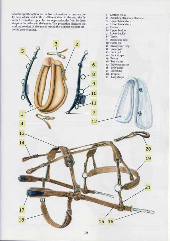 horse harness parts diagram