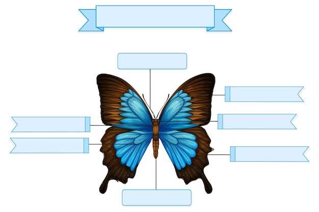 butterfly parts diagram