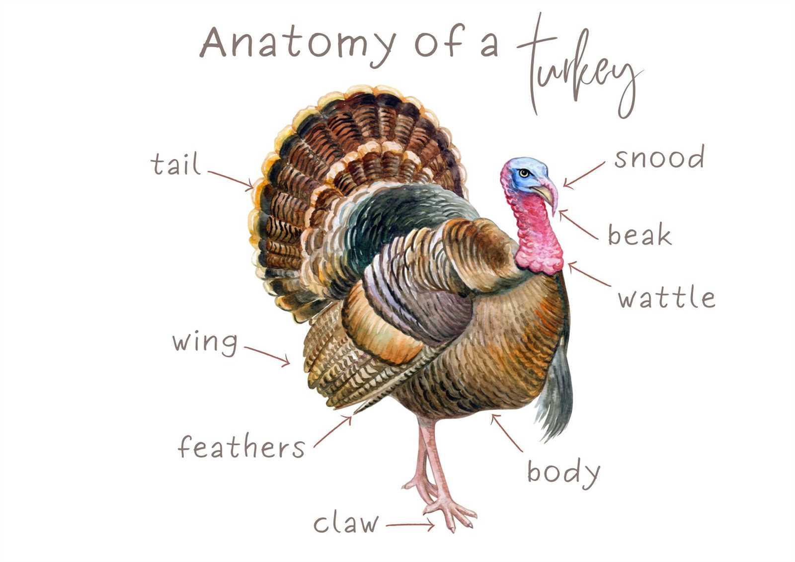 diagram parts of a turkey