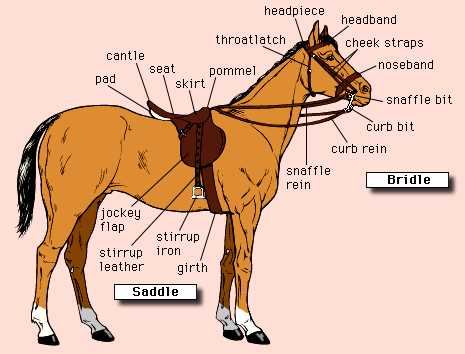 horse bridle parts diagram