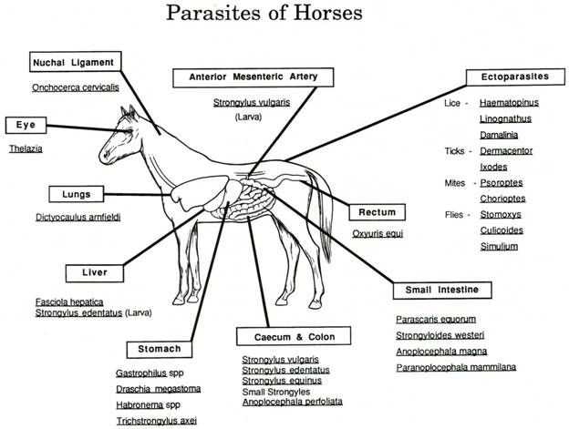 horse diagram of body parts