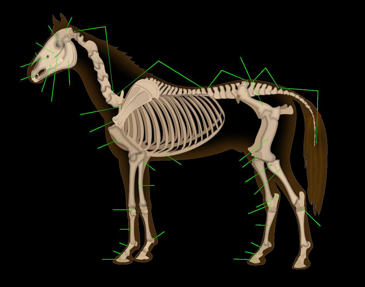 horse diagram of body parts