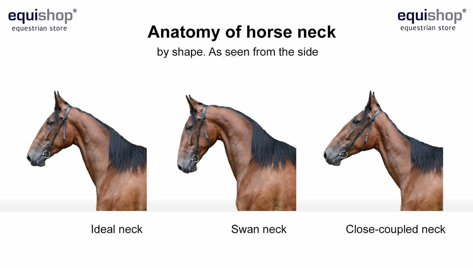 horse diagram of body parts