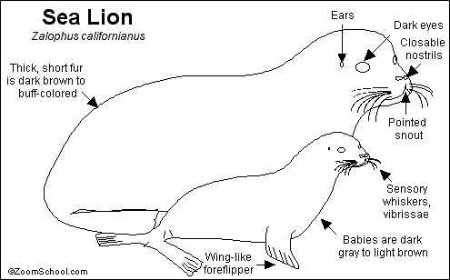 diagram lion body parts