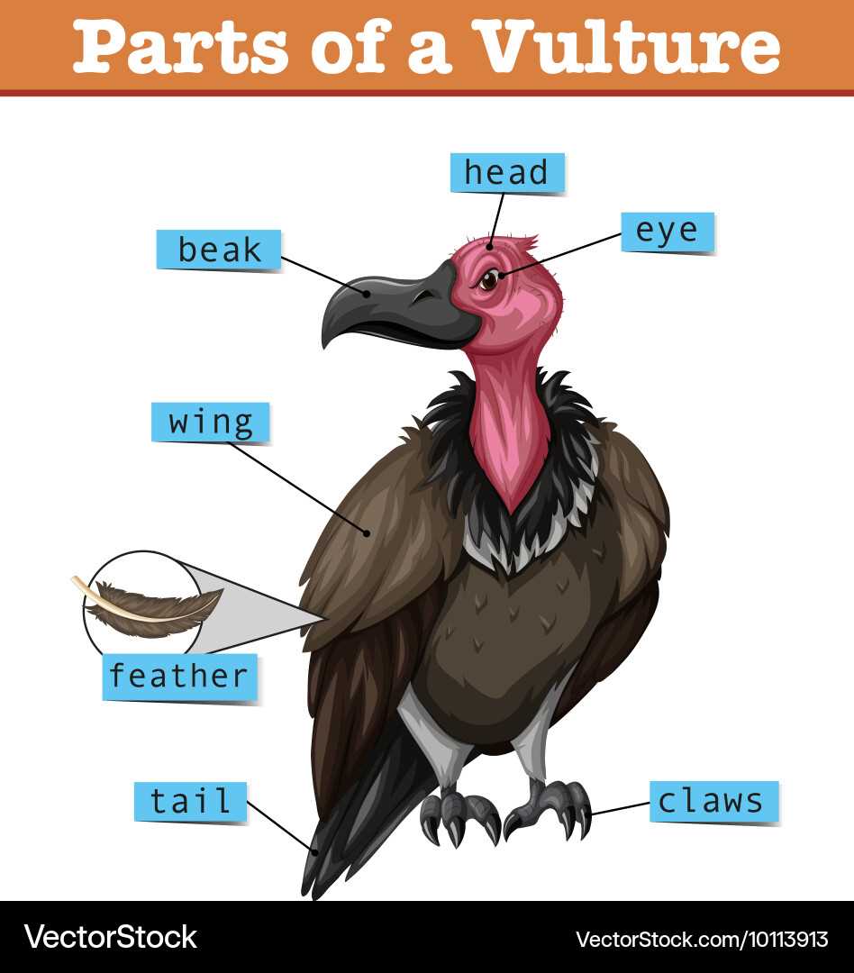 turkey body parts diagram