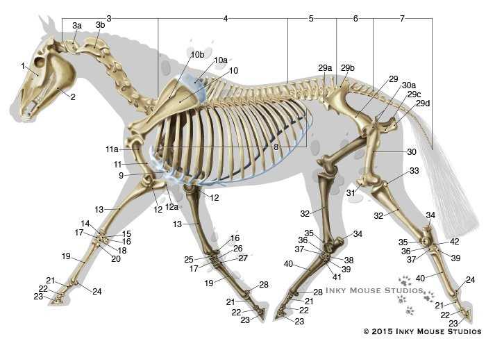 diagram of parts of a horse