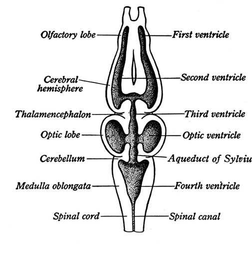 frog parts diagram