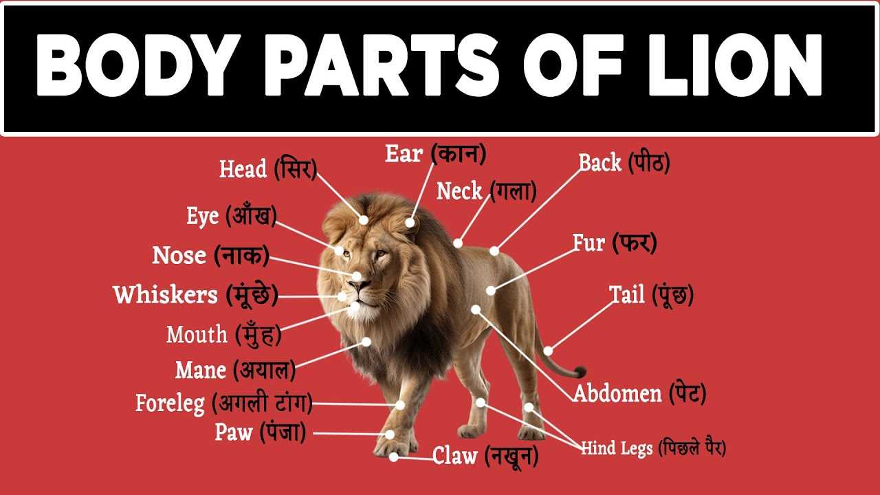 diagram lion body parts