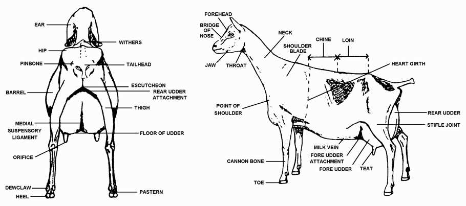 goat parts diagram