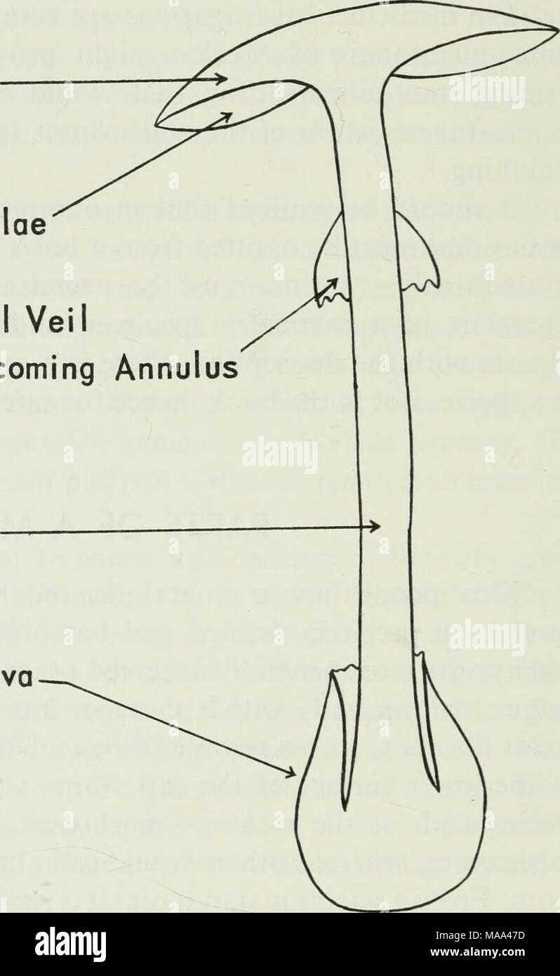 parts of mushroom diagram