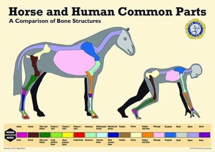 horse diagram of body parts