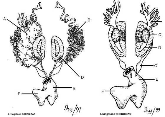 frog parts diagram