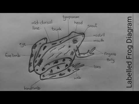 frog parts diagram