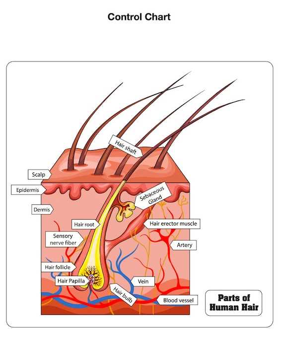 hair parts diagram