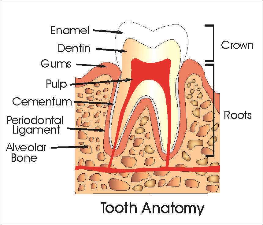 braces parts diagram