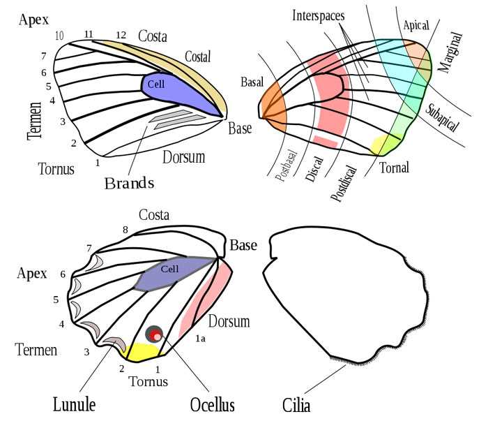 butterfly parts diagram