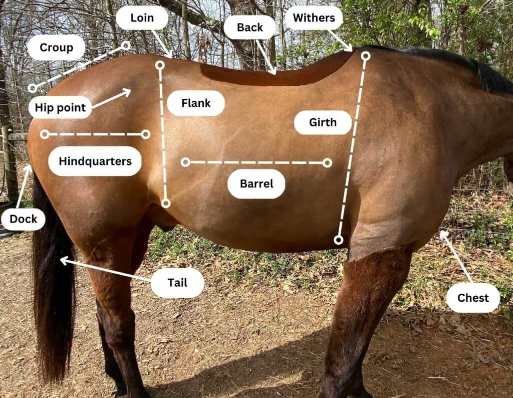 diagram parts of a horse