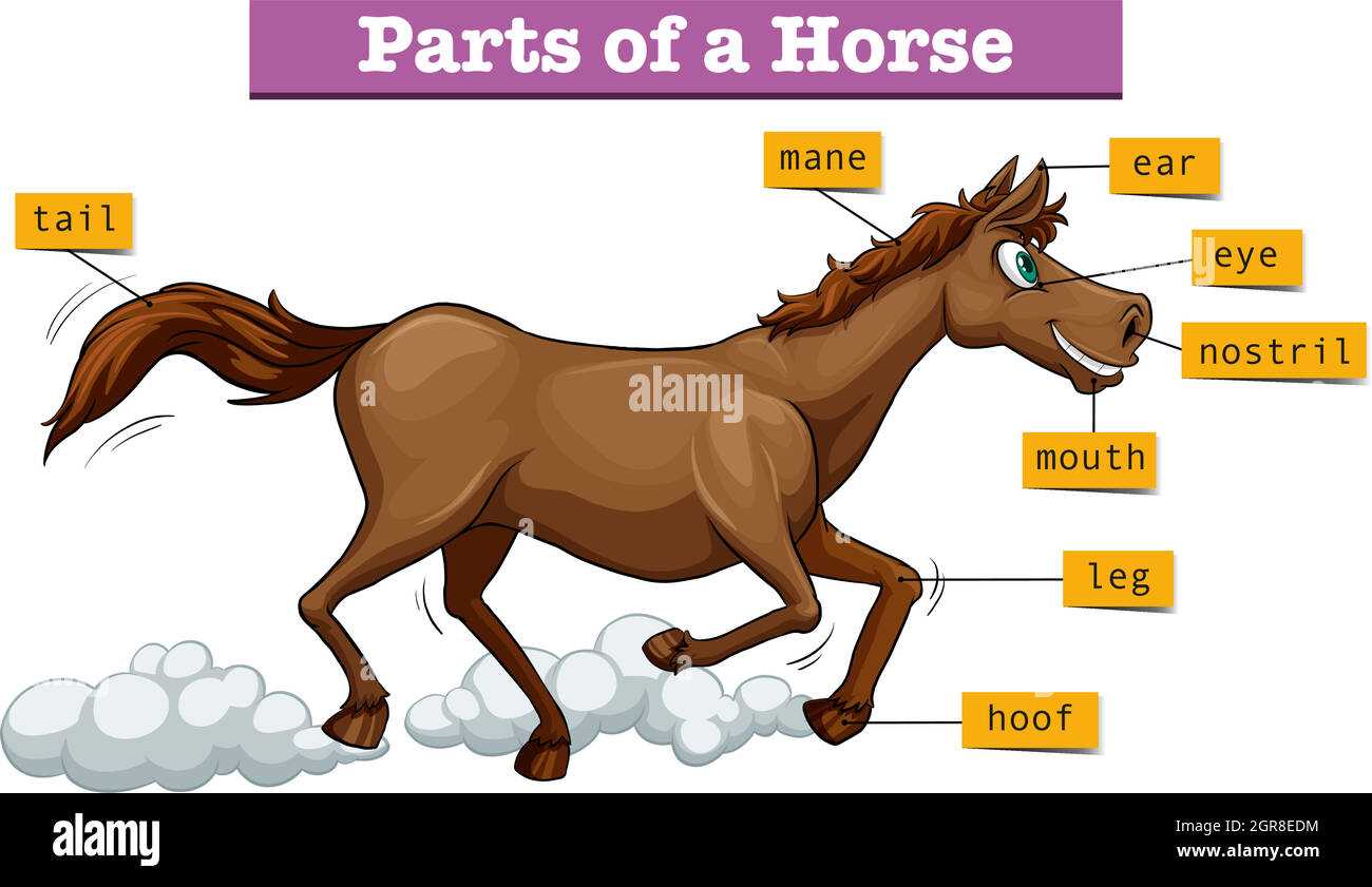 horse parts diagram