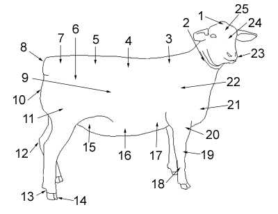 sheep parts diagram