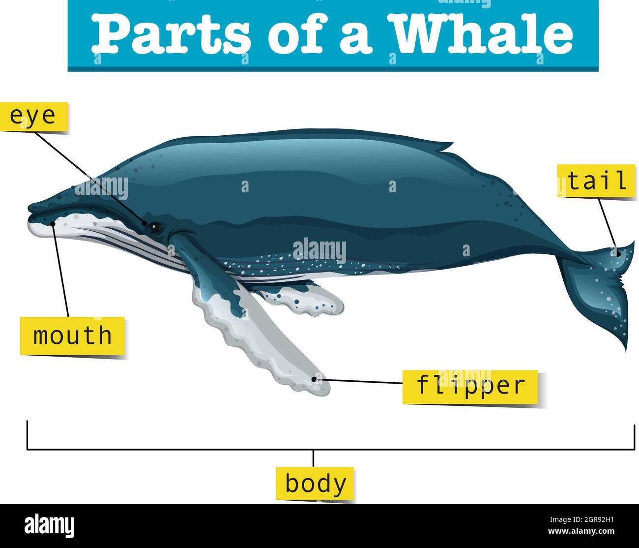 parts of a dolphin diagram