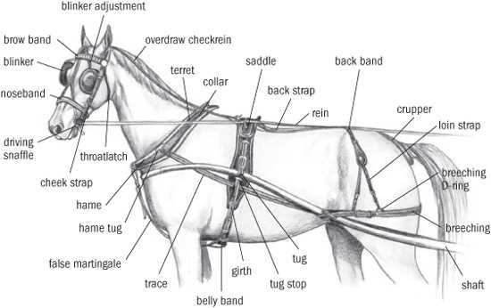 horse bridle parts diagram