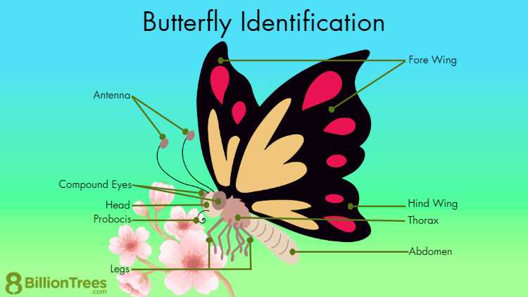 butterfly parts diagram