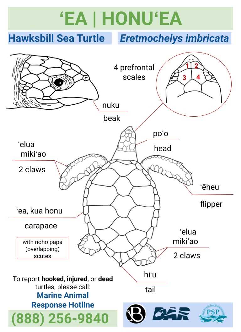 turtle parts diagram