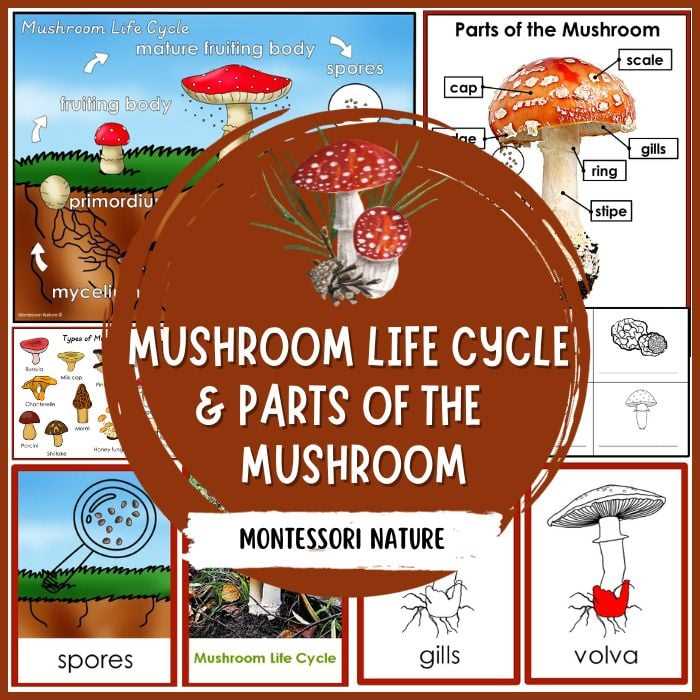 parts of mushroom diagram