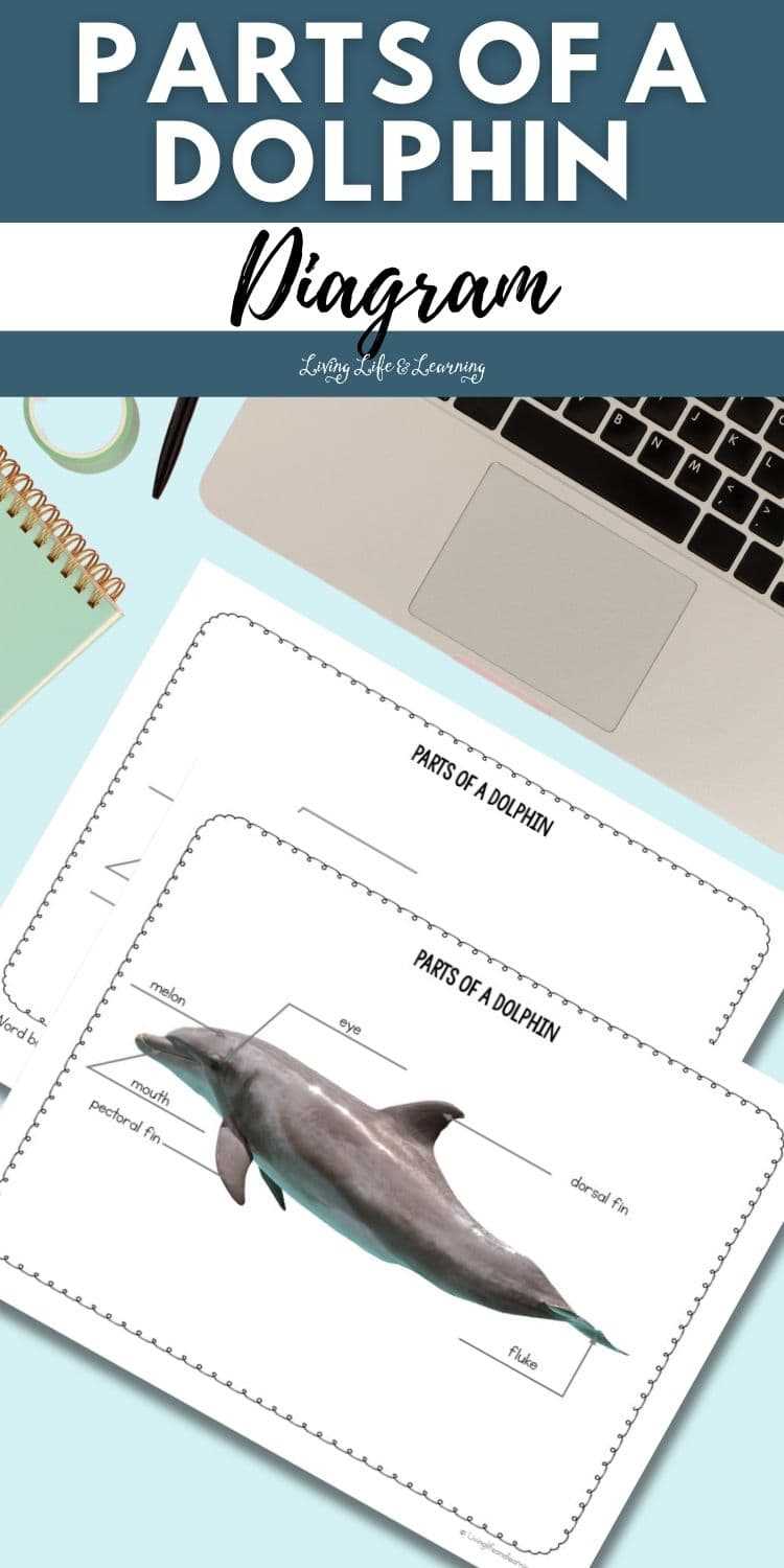 parts of a dolphin diagram