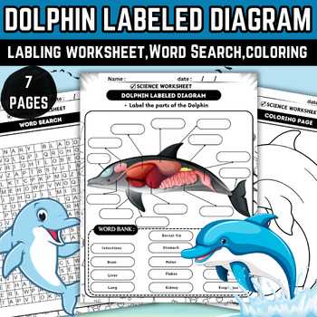 parts of a dolphin diagram